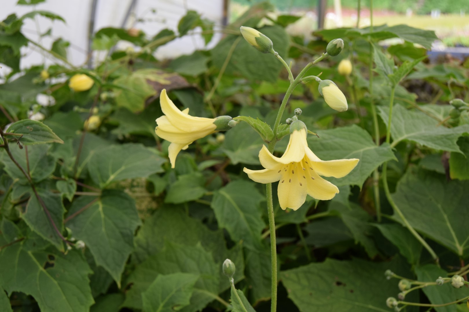 Kirengeshoma palmata !! SPECIAL OFFER !!